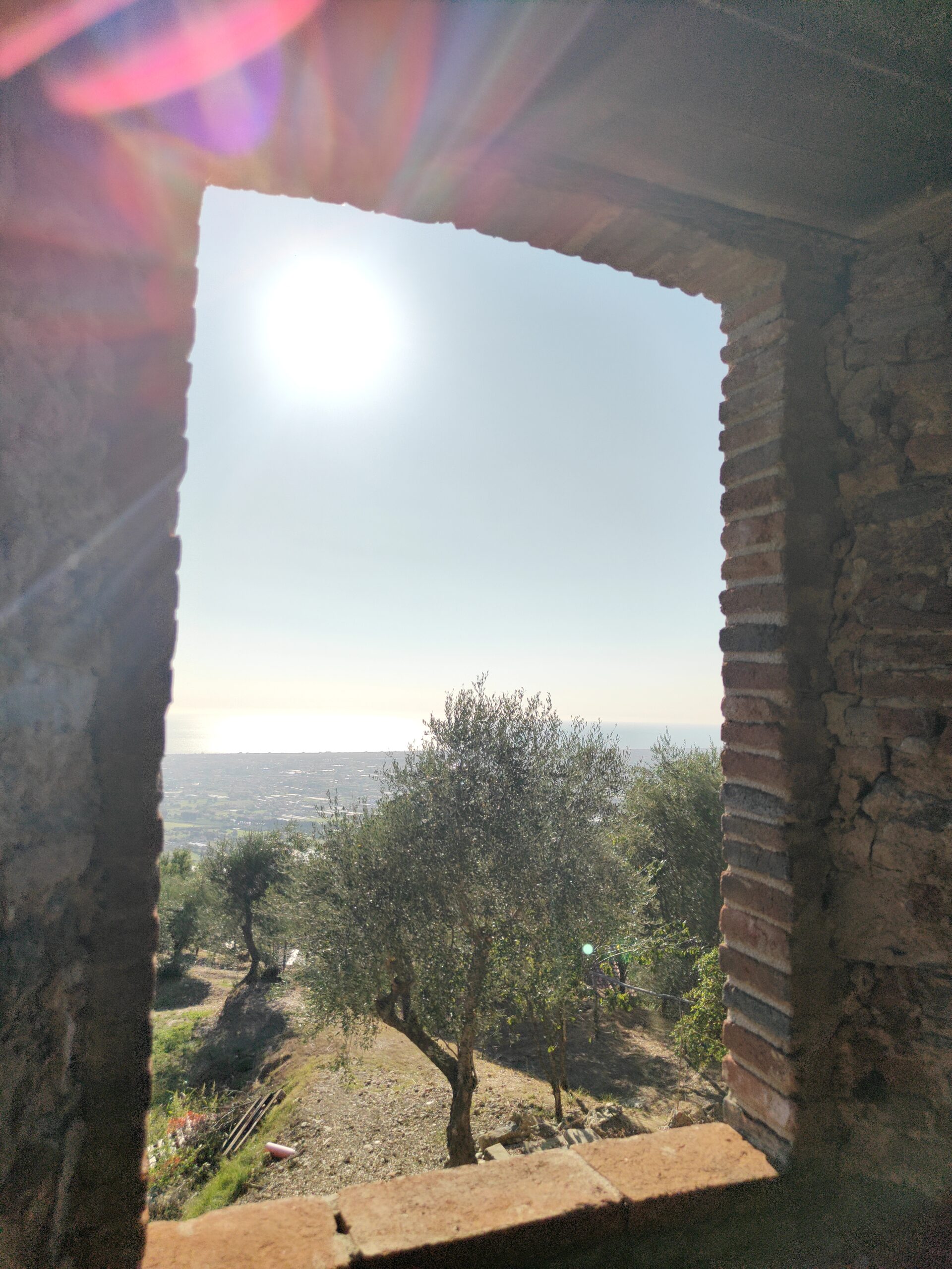 Podere Le Querce a Massarosa, uliveto e vista dalla proprietà